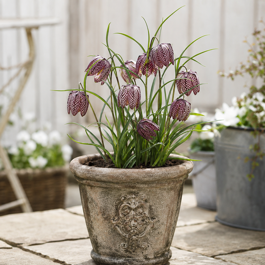 Fritillaria Bulbs – Rare Crown Imperial Flowers