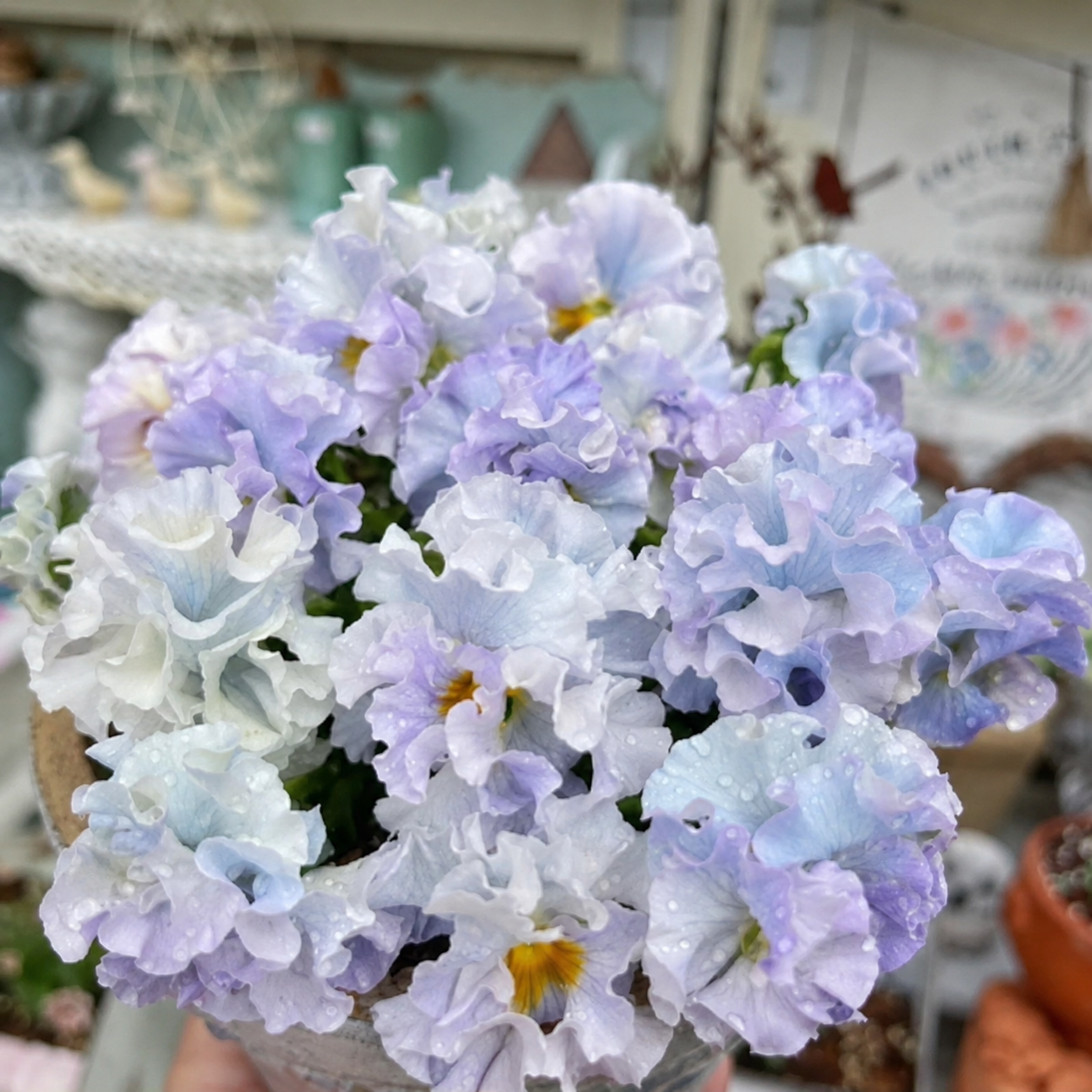 Double Ruffled Pansy Seeds-Rich Ruffled Texture