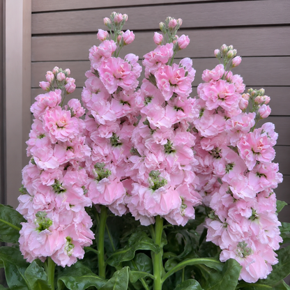🌸 Tall Double Stock Seeds-Winter Fragrance & Layered Blooms