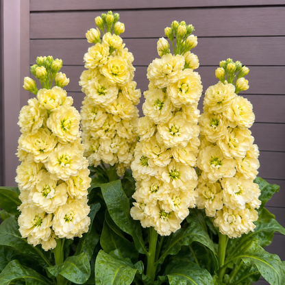 🌸 Tall Double Stock Seeds-Winter Fragrance & Layered Blooms