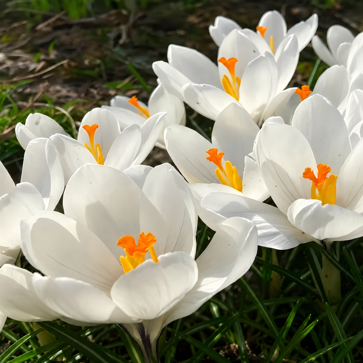 🌸 Premium Saffron Crocus Bulbs-The Gold Among Flowers