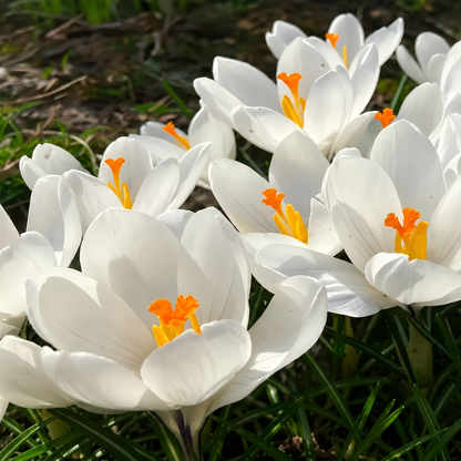 🌸 Premium Saffron Crocus Bulbs-The Gold Among Flowers
