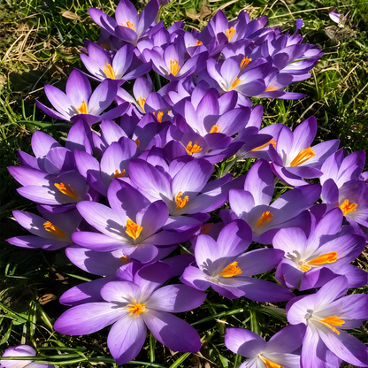 🌸 Premium Saffron Crocus Bulbs-The Gold Among Flowers