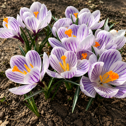 🌸 Premium Saffron Crocus Bulbs-The Gold Among Flowers