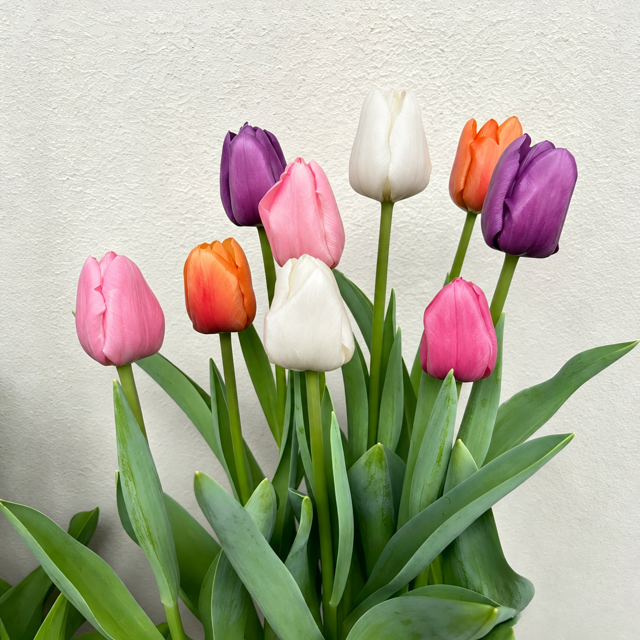 🌷 Premium Tulip Bulbs-Fall Planting•Elegant Spring Color