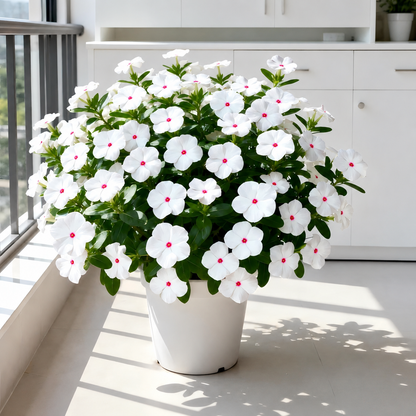 🌸 Premium Madagascar Periwinkle Seeds