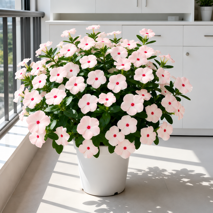 🌸 Premium Madagascar Periwinkle Seeds
