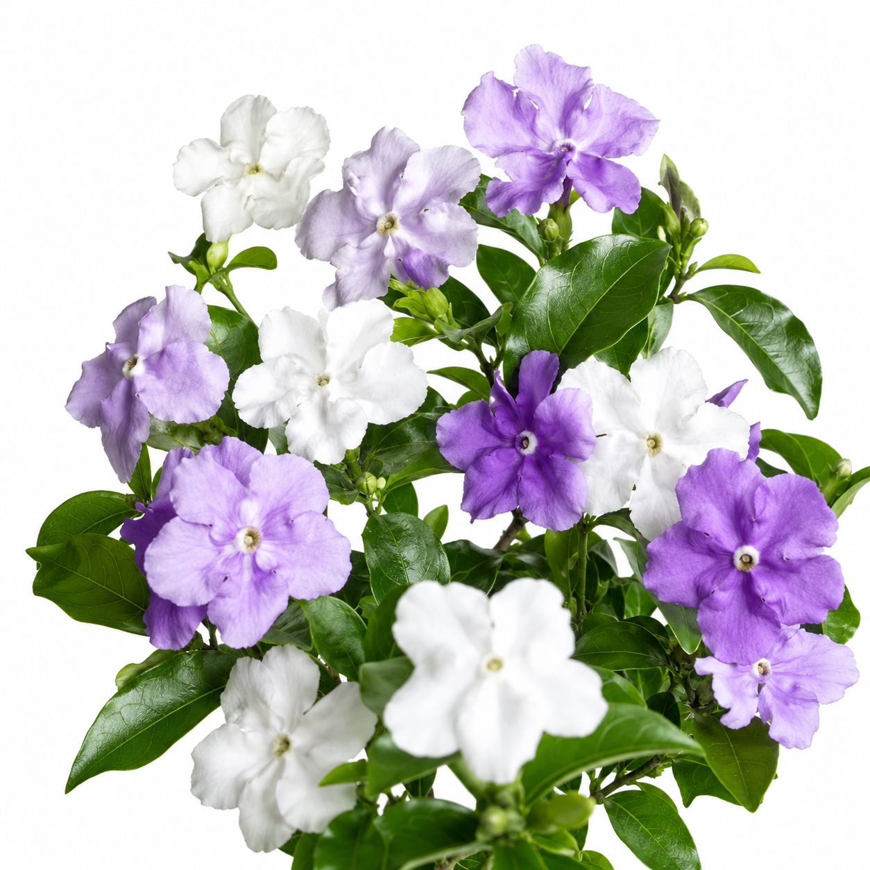 💜🤍Elegant Yesterday-Today-and-Tomorrow Seeds