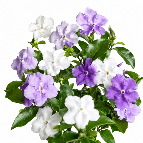 💜🤍Elegant Yesterday-Today-and-Tomorrow Seeds