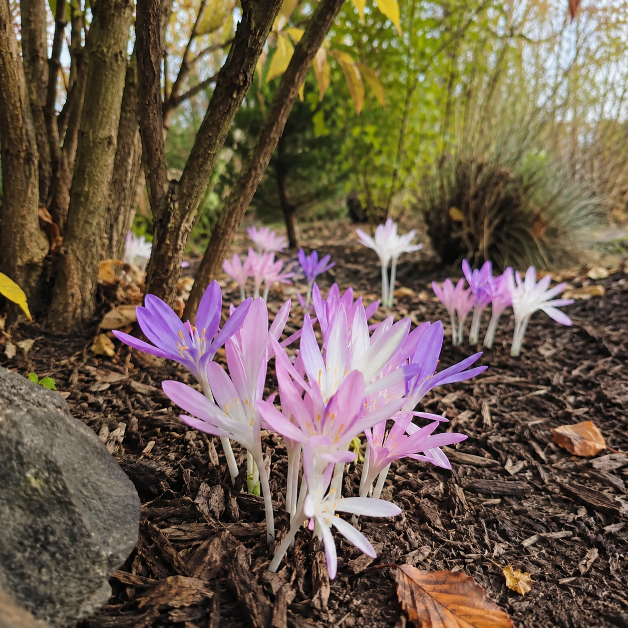 🌸 Premium Autumn Crocus Bulbs