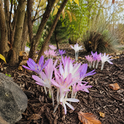 🌸 Premium Autumn Crocus Bulbs
