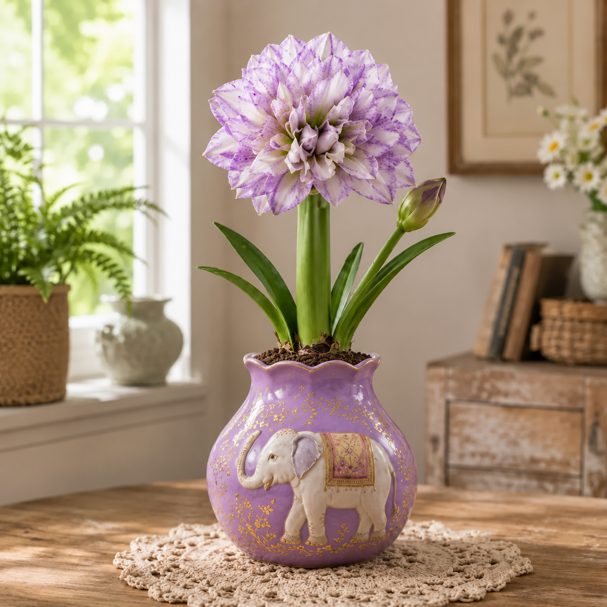 🌺Magic Double Amaryllis Bulbs – No Soil, No Water, Just Watch It Grow