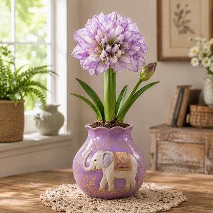 🌺Magic Double Amaryllis Bulbs – No Soil, No Water, Just Watch It Grow