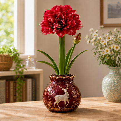 🌺Magic Double Amaryllis Bulbs – No Soil, No Water, Just Watch It Grow