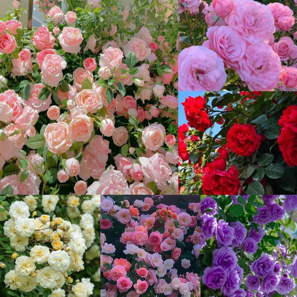 🩷 9 Types Of & Rare Color Climbing Rose Seeds