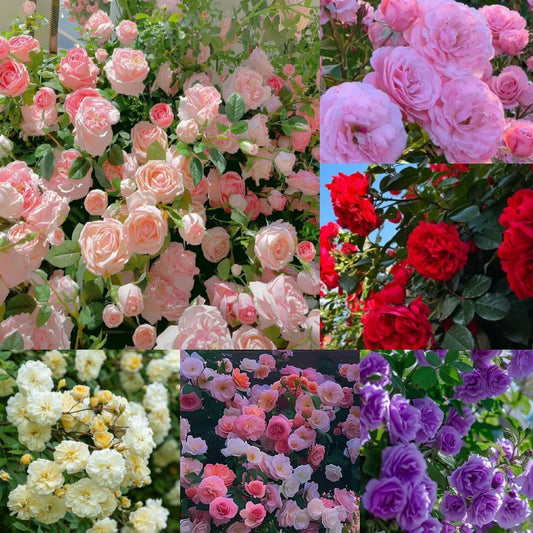 🩷 9 Types Of & Rare Color Climbing Rose Seeds