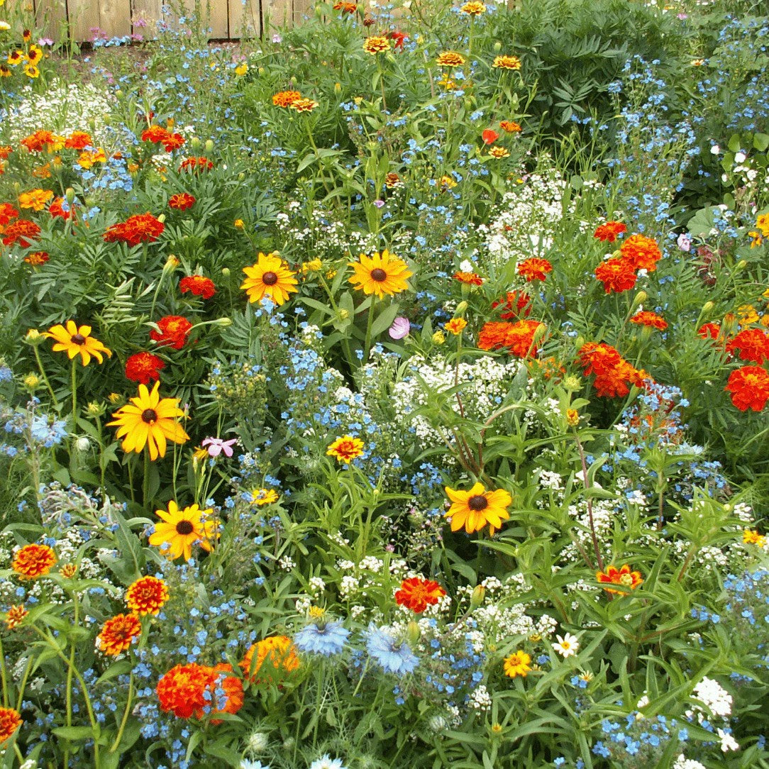 Summer Hardy Wildflower Seeds – Thrive in Heat, Bloom All Year Long,Flower Sea☀️