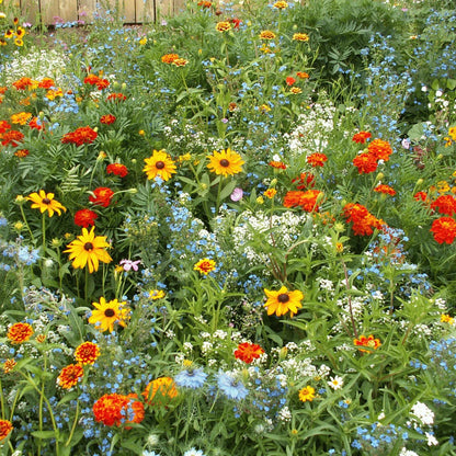 Summer Hardy Wildflower Seeds – Thrive in Heat, Bloom All Year Long,Flower Sea☀️