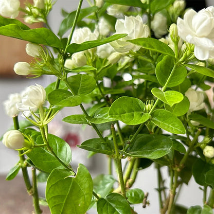 🏆 75K+ SOLD! 🌿❄️ Midnight Perfume Jasmine Seeds