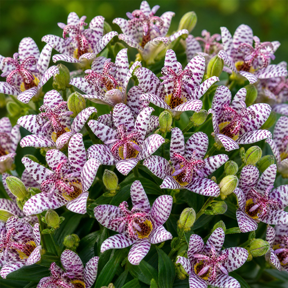 🌿 Rare Toad Lily Bulbs