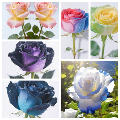 💥Premium Twin Roses Seeds-Save Today!🌹