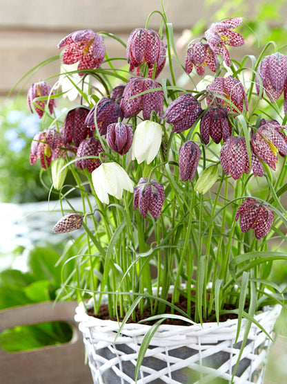 Fritillaria Meleagris Bulbs Snakes Head Lily