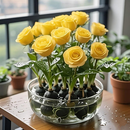 ✨Hydroponic Rose Bulbs -Enchanting Fragrant🌹Can be grown in water or soil