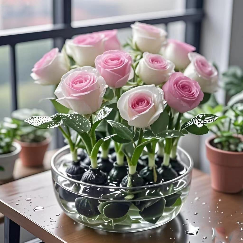 ✨Hydroponic Rose Bulbs -Enchanting Fragrant🌹Can be grown in water or soil