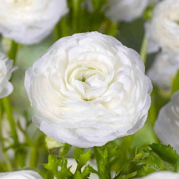 Multicolor Ranunculus Bulbs