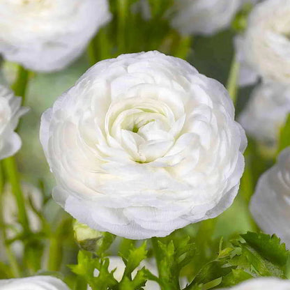 Multicolor Ranunculus Bulbs
