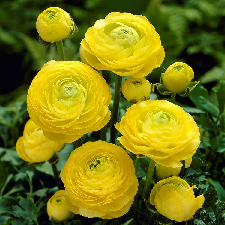 Multicolor Ranunculus Bulbs