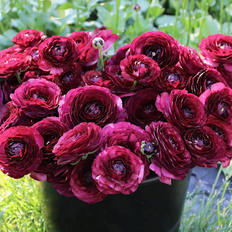 Multicolor Ranunculus Bulbs