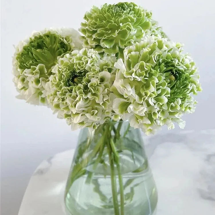 Multicolor Ranunculus Bulbs
