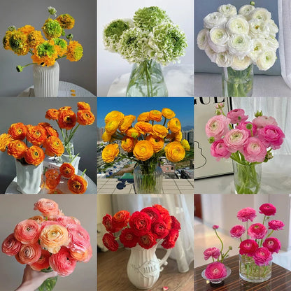 Multicolor Ranunculus Bulbs