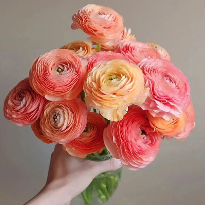 Multicolor Ranunculus Bulbs