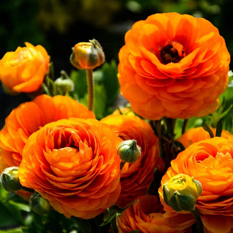 Multicolor Ranunculus Bulbs