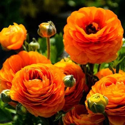 Multicolor Ranunculus Bulbs