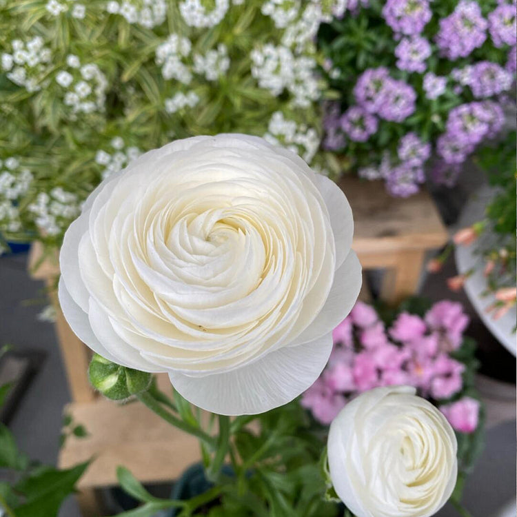 Multicolor Ranunculus Bulbs
