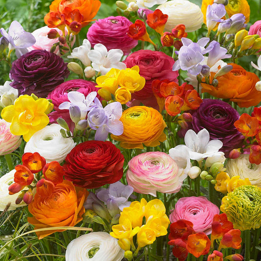 Multicolor Ranunculus Bulbs
