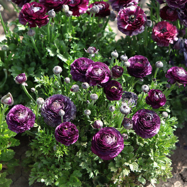 Multicolor Ranunculus Bulbs
