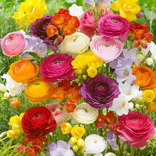 Multicolor Ranunculus Bulbs