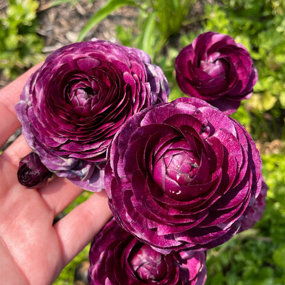 Multicolor Ranunculus Bulbs