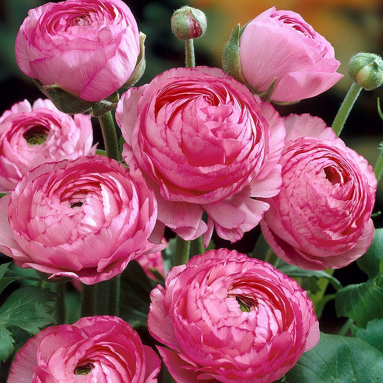 Multicolor Ranunculus Bulbs