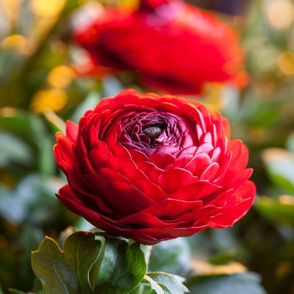 Multicolor Ranunculus Bulbs
