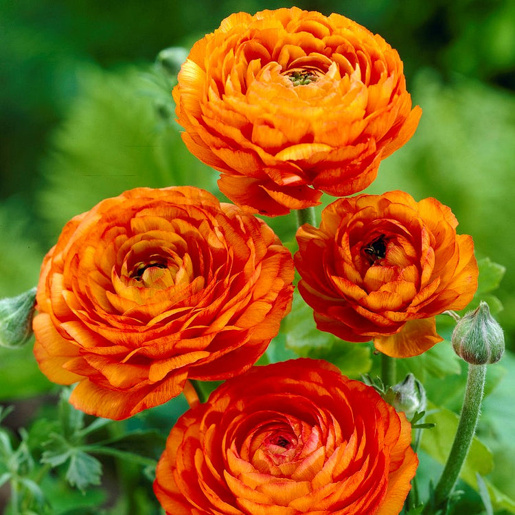 Multicolor Ranunculus Bulbs
