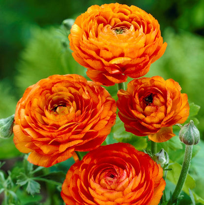 Multicolor Ranunculus Bulbs
