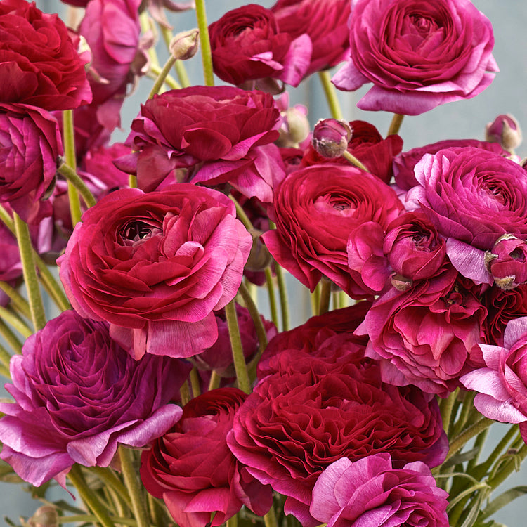 Multicolor Ranunculus Bulbs