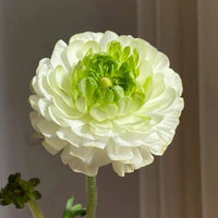 White-Green