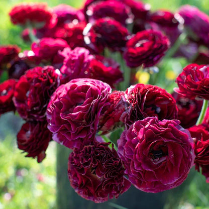 Multicolor Ranunculus Bulbs