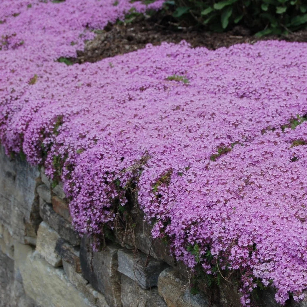 Creeping Thyme Homegrown Seeds🌱Easy to Plant and Grow Non-GMO Perennial Flower Premium Seeds🌺